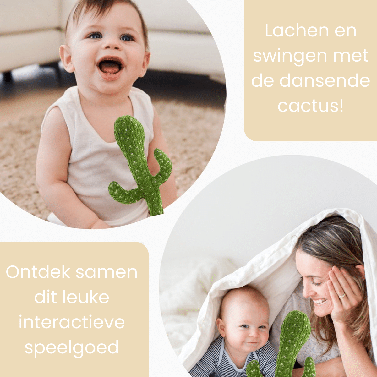 Cornelis Cactus